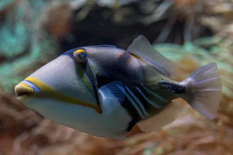 Close-up view of a triggerfish on a reef Stock Photos