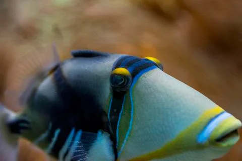 Close-up view of a triggerfish on a reef Stock Photos