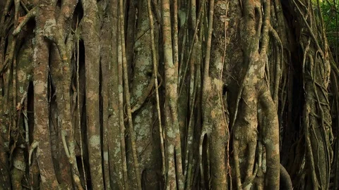 Close up view of tropical banyan tree trunk with overgrown roots and branches Stock Footage 92647637