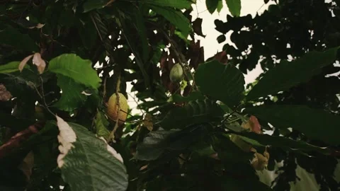 Close up view of tropical cacao tree featuring green leaves and ripening ye.. Stock Footage 341672751