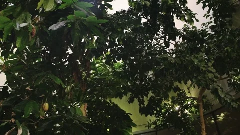 Close up view of tropical cacao tree featuring green leaves and ripening ye.. Stock Footage 342112511