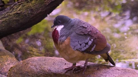Close view of a tropical dove  Stock Footage 277534956