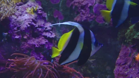 Close view of tropical fish Stock Footage 241009247