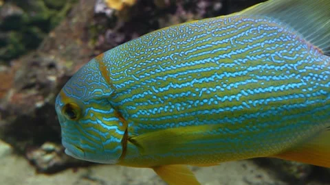 Close view of a tropical fish  Stock Footage 251759850