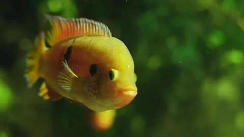 Close view of a tropical fish Stock Footage 258974816