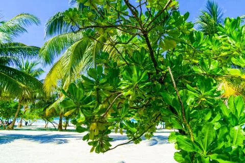 Close Up View of Tropical Palm Tree and exotic Plant on Sandy Beach Stock Photos