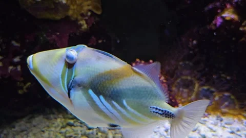 Close view of a Tropical Picasso fish Stock Footage 267583569