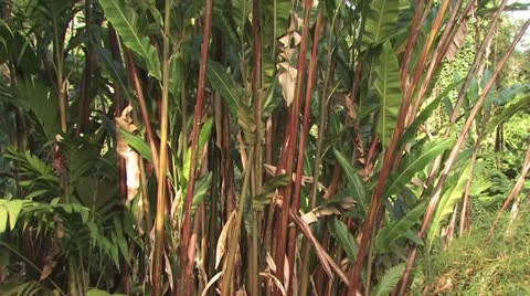 Close Up View of Tropical Plant 스톡 동영상 19272392