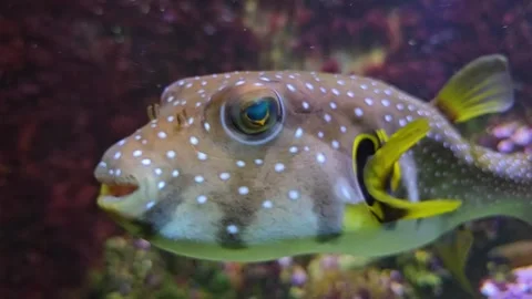 Close view of tropical pufferfish Stock Footage 266753541