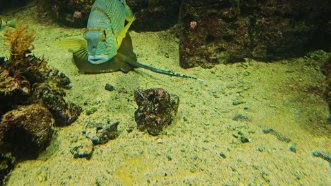 Close view of a Tropical sailfish snapper fish  Stock Footage 267585545