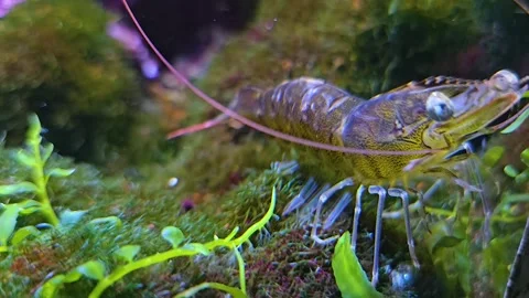 Close view of a tropical shrimp Stock Footage 267582641