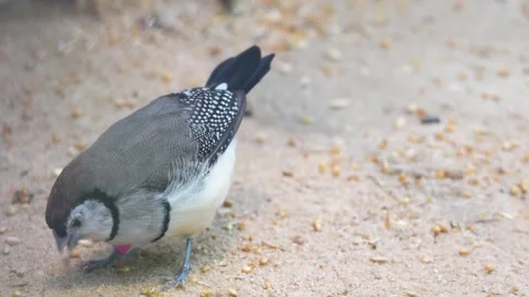 Close view of a tropical sparrow Stock Footage 265819540