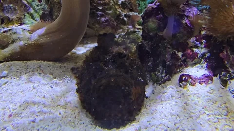 Close view of a tropical stonefish Stock Footage 277541256