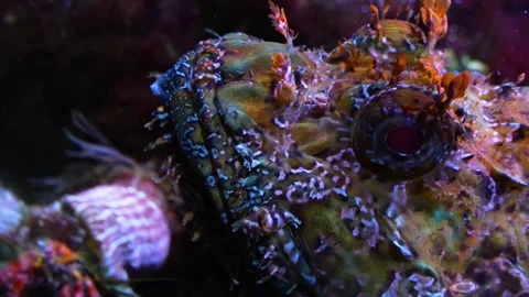 Close view of a tropical stonefish on the sea ground Stockbeeldmateriaal 299932085