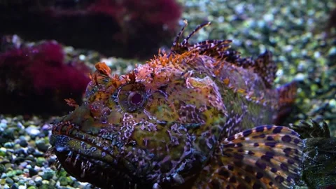 Close view of a tropical stonefish on the sea ground Видео 299938328
