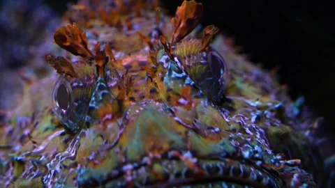Close view of a tropical stonefish on the sea ground Видео 299938795