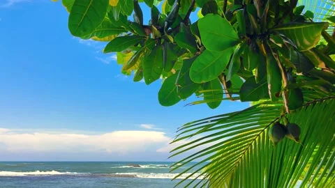 Close Up View of Tropical Trees' Leaves, Bora-Bora Island Stock Footage 238832401