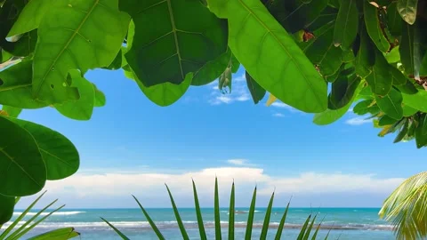 Close Up View of Tropical Trees' Leaves, Bora-Bora Island Stock Footage 238832649