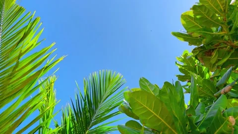 Close Up View of Tropical Trees' Leaves, Bora-Bora Island 動画素材 238833180