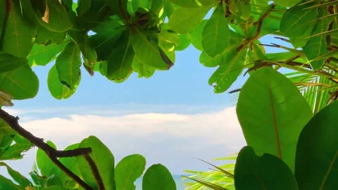 Close Up View of Tropical Trees' Leaves, Bora-Bora Island Stock Footage 238834155