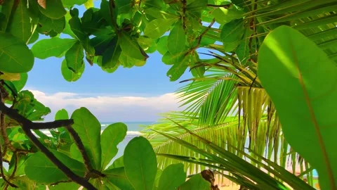 Close Up View of Tropical Trees' Leaves, Bora-Bora Island Stock Footage 238834421