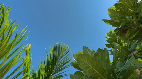 Close Up View of Tropical Trees' Leaves, Bora-Bora Island Stock Footage 240495241