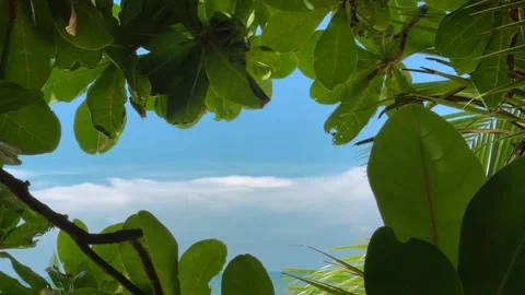 Close Up View of Tropical Trees' Leaves, Bora-Bora Island Stock Footage 240607478