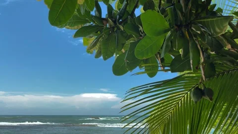 Close Up View of Tropical Trees' Leaves, Bora-Bora Island Stock Footage 240749053