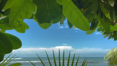 Close Up View of Tropical Trees' Leaves, Bora-Bora Island Stock Footage 240749113