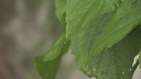 Close Up View Of Tropical Waterfall And Surrounding Lush Vegetation Stock-Footage 19227201