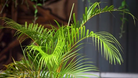 Close up view of tropical yellow palm stems and lush green fronds against d.. Stock Footage 344696192