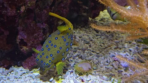Close view of a Tropical yellow puffer  fish Stock Footage 267583370