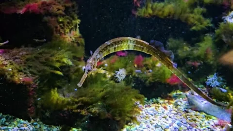 Close view of a trumpet fish floating around a reef Stock-Footage 294825663