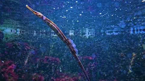 Close view of a trumpet fish floating around Stock Footage 294825733