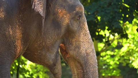 Close view of a trunk of an elephant  Stock Footage 266673320