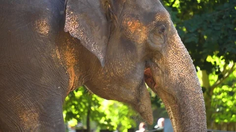 Close view of a trunk of an elephant  Stock Footage 266673388