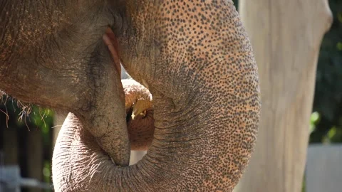 Close view of a trunk of an elephant  Stock Footage 266673719