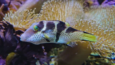 Close view of a trunk fish floating Stock Footage 296842196