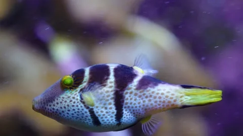 Close view of a trunk fish Stock Footage 241017705