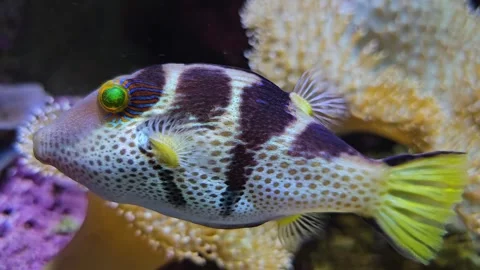 Close view of a  trunk  fish  Stock Footage 267585294