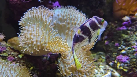 Close view of a trunk fish swimming Stock Footage 267663773