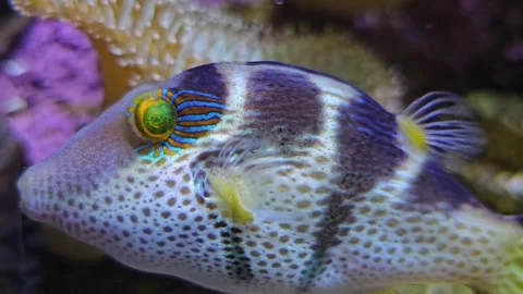 Close view of a trunkfish relaxing Stock Footage 266065792