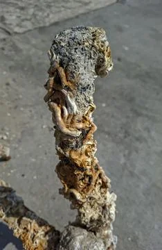 Close up view of tube worms, barnacles, and marine organisms on rusted meta.. Stock Photos