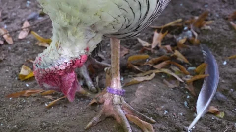 Close view of turkey Stock Footage 260123024