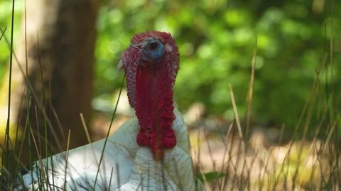 Close view of a turkey standing  Stock Footage 274232978
