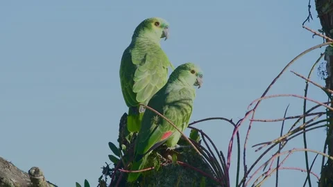 Close up view. of a Turquoise-fronted parrot Pair in the Atlantic Forest Stock Footage 259315069