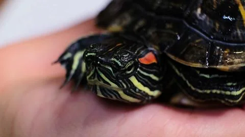The close view of a turtle being gently held showcases the striking patterns on Stock Photos