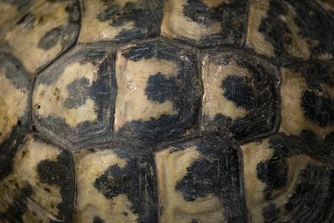 Close-up view of turtle shell,  natural pattern shape 写真素材