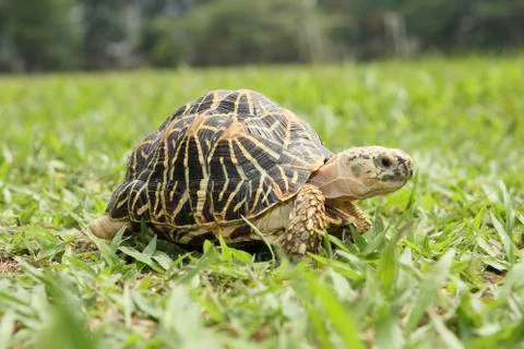 Close up view of turtle walking on the grass. Stock Photos
