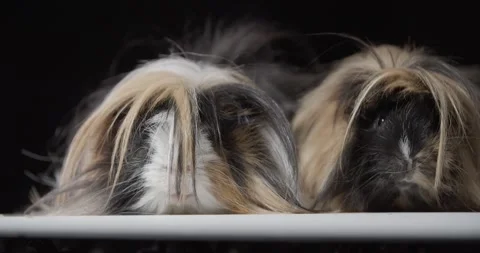Close up view of two adorable guinea pigs with long hair, cute pets, 4k Stock Footage 158292061